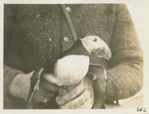 Image of Live puffin- held by Bob Waite